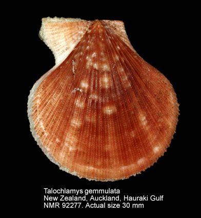 Talochlamys gemmulata (3).jpg - Talochlamys gemmulata(Reeve,1853)